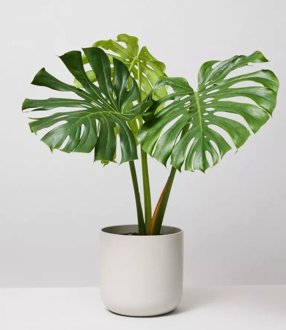 Flamingo Flower