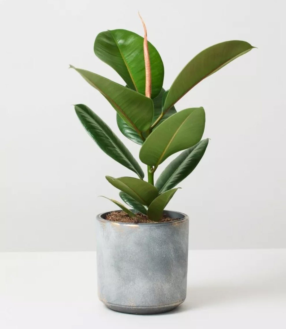 Philodendron