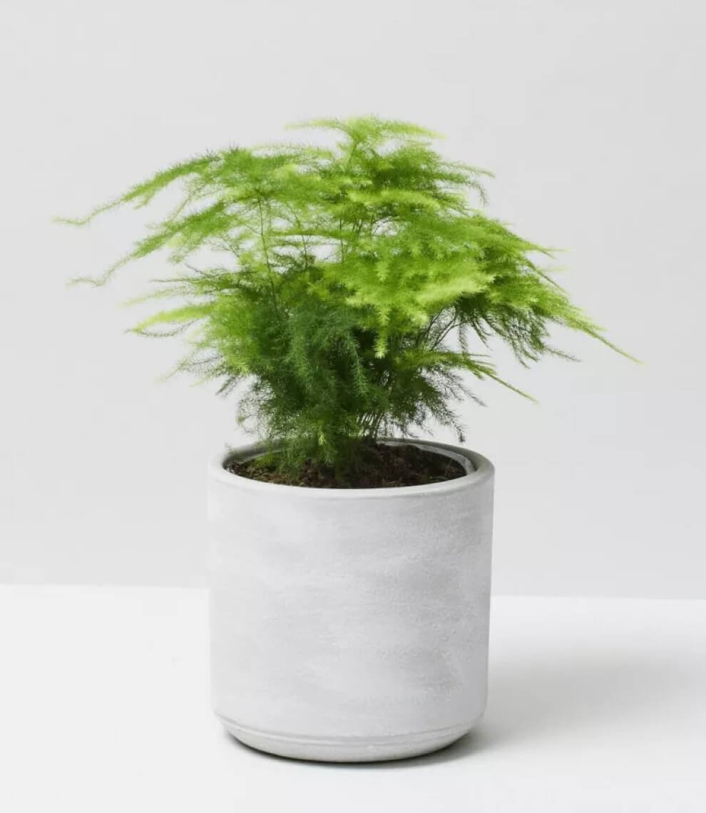 Cret Plant