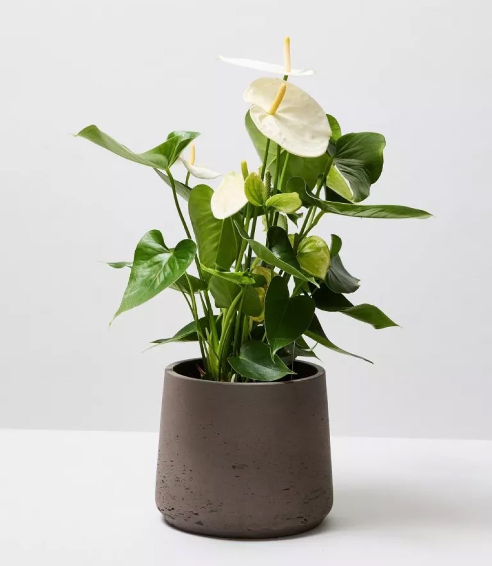 Plant Robusta